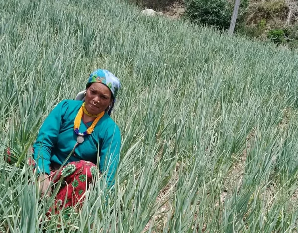 spring onion farming in Kenya