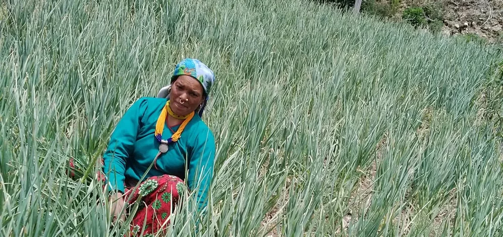 spring onion farming in Kenya