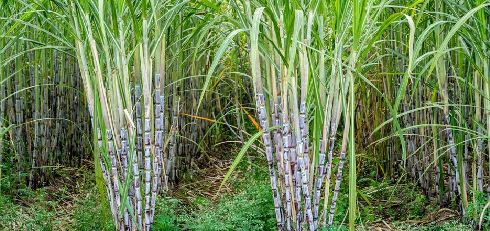 sugarcane farming in Kenya