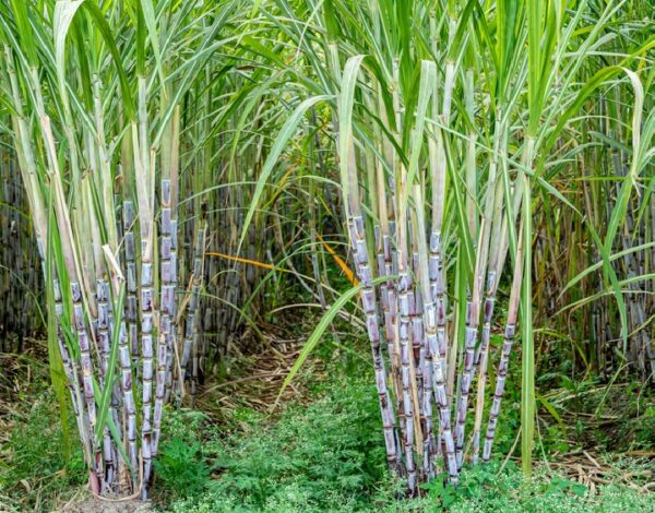 sugarcane farming in Kenya
