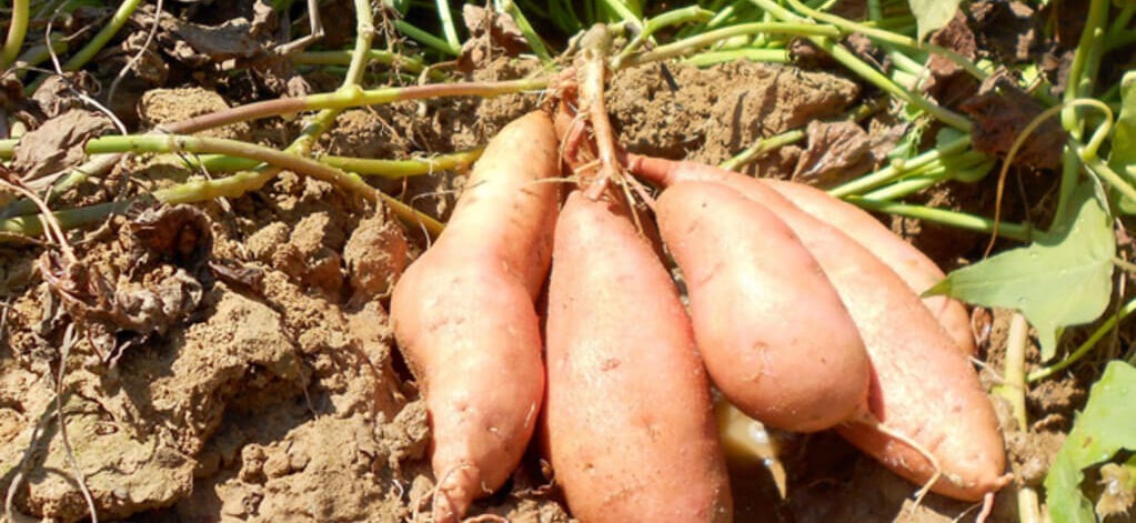 sweet farming in Kenya - smart farming made easy