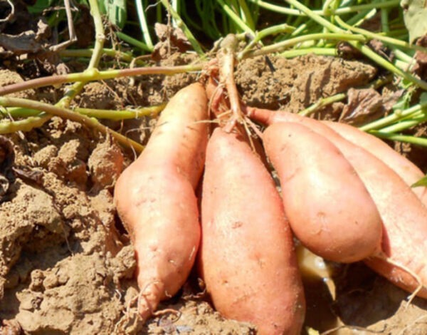sweet farming in Kenya - smart farming made easy