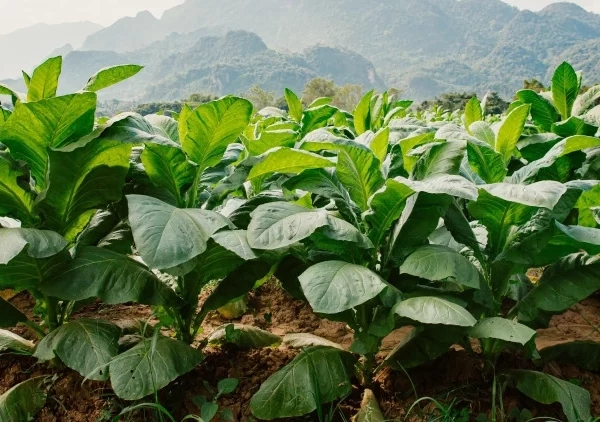 tobacco