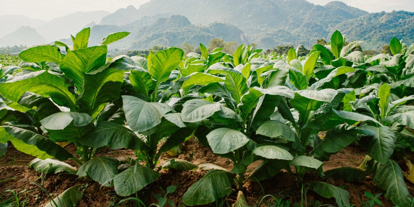 kenya tobacco Tobacco Farming in Kenya: A Complete Guide